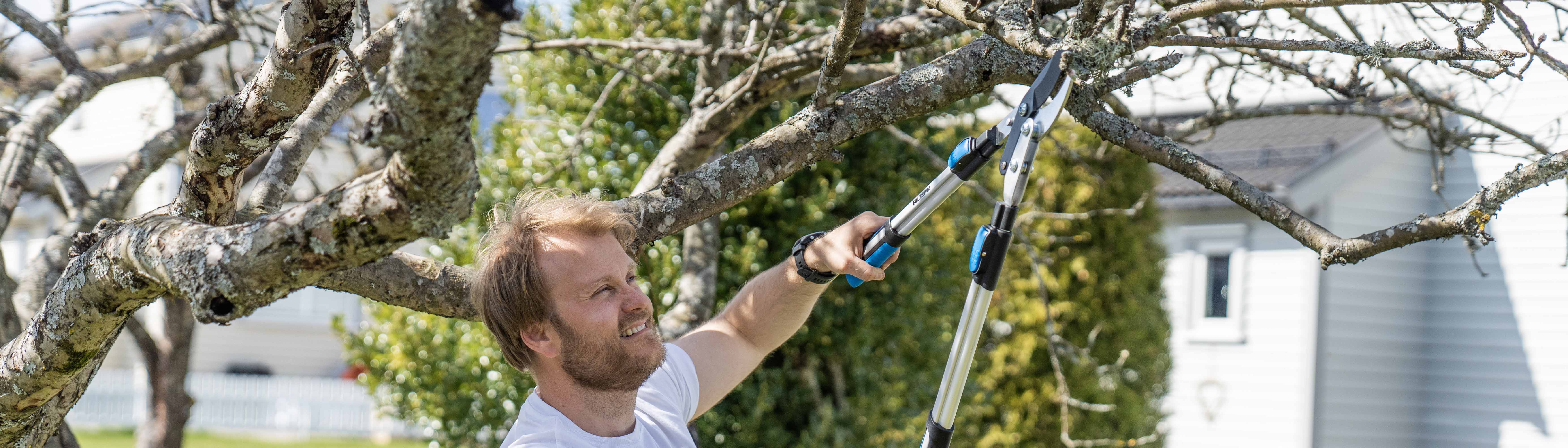 Pruning Fruit Trees, Flowers and Shrubs