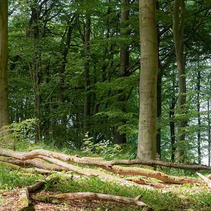 Vælg rigtigt outdoortøj til en tur i skoven